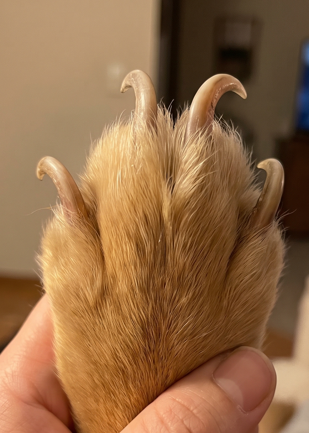 Uñas largas de perro antes de usar la lima eléctrica Vantia